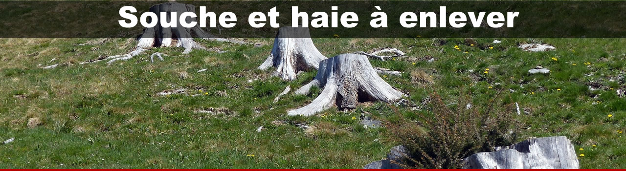 Souche d’arbre et haie à enlever Souche d’arbre et haie à enlever